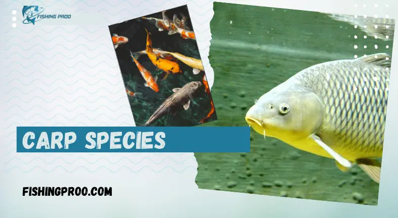 Carp Species