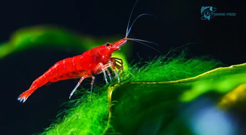 Cherry Shrimp (Bonus)