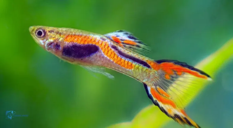 Endler’s Livebearers