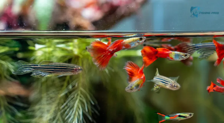 Great for Community Tanks