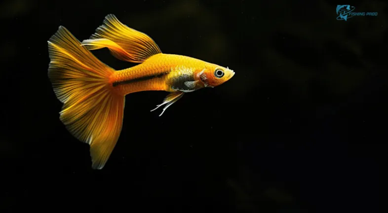 Guppies
