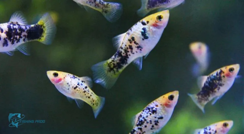 Ideal for Aquascaping