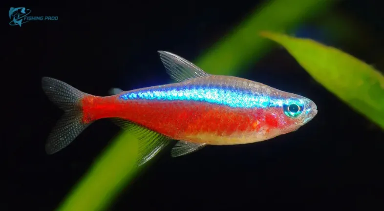 Neon Tetras