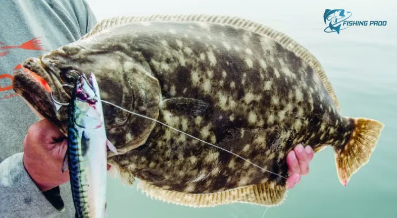 Places to Catch a 10-Pound Fluke