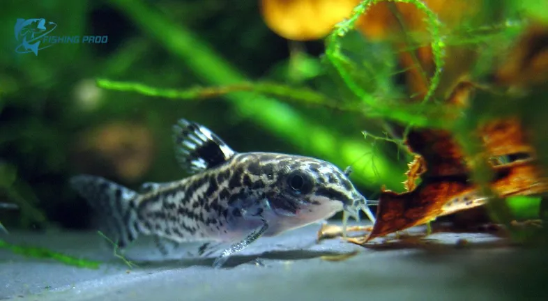 Pygmy Corydoras