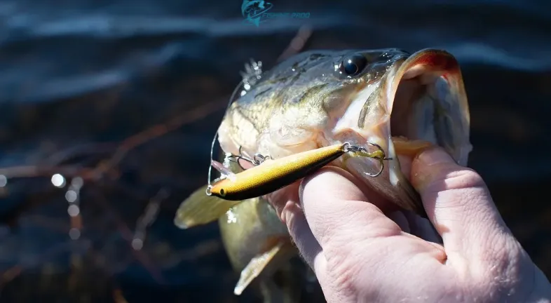 Understanding Bass Behavior