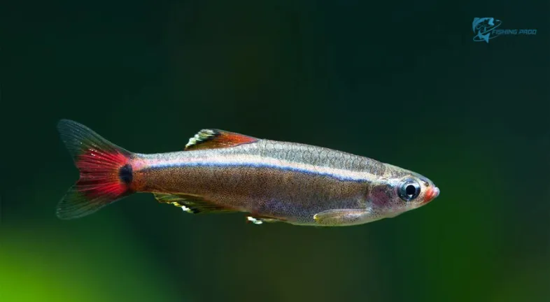 White Cloud Mountain Minnows