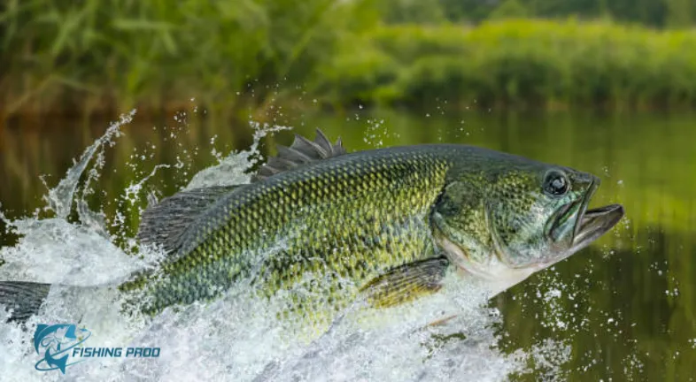 bass-fishing-largemouth-perch-fish-jumping-with-splashing-in-water