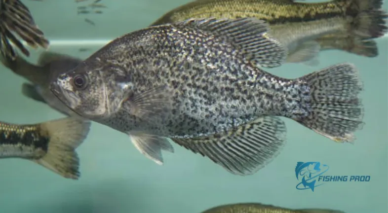 beautiful-shot-of-a-crappie-fish-in-the-aquarium-tank