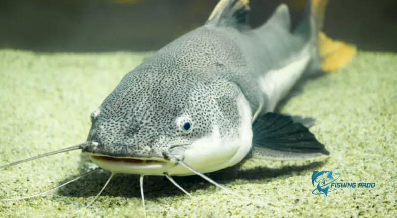 red-tailed-catfish-in-aquarium-freshwater-fish