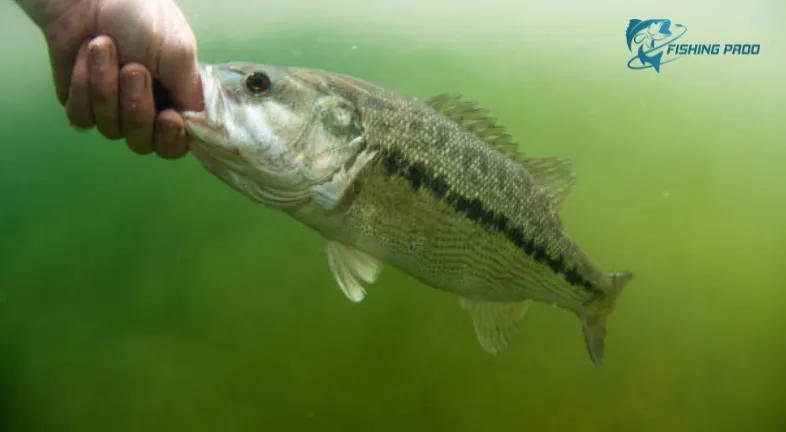 spotted-bass-fishing