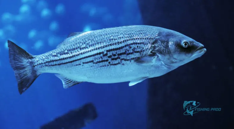 striped-bass-morone-saxatilis-adult
