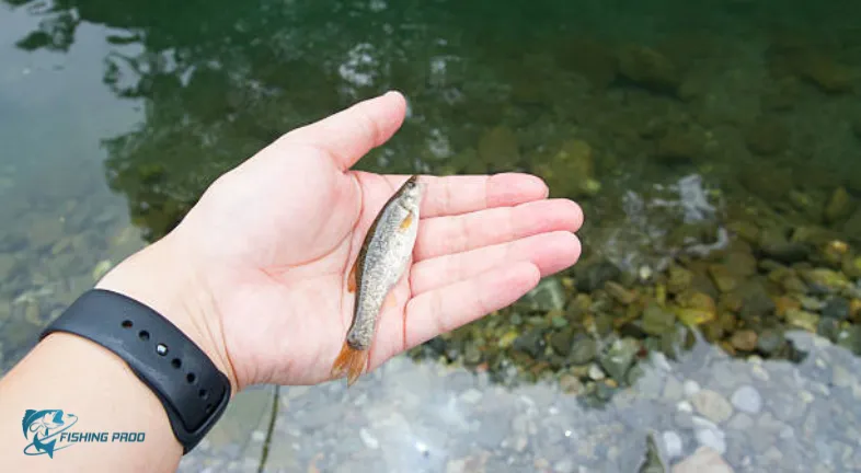 9. Handling and Releasing Fish