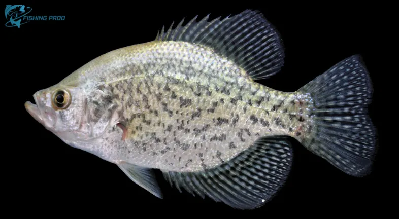7. Black Crappie (Pomoxis nigromaculatus)