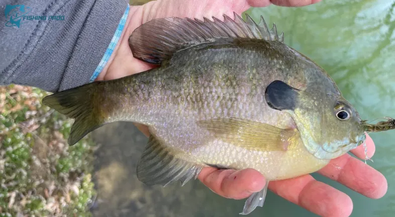1. Bluegill (Lepomis macrochirus)