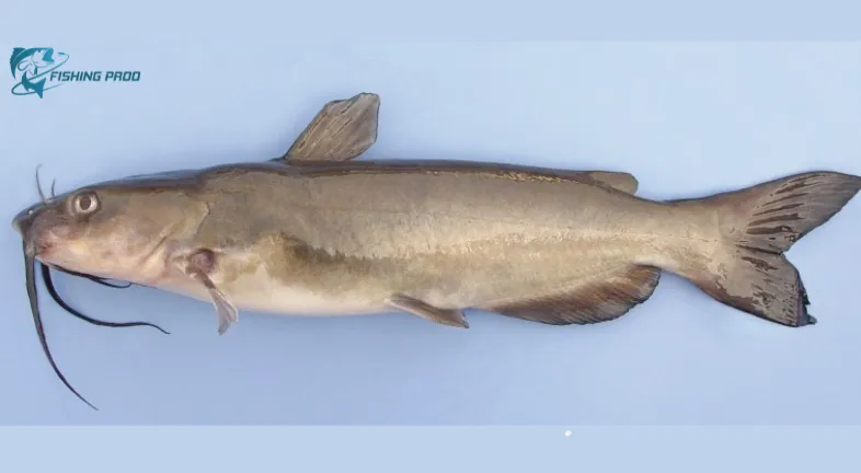 10. Channel Catfish (Ictalurus punctatus)