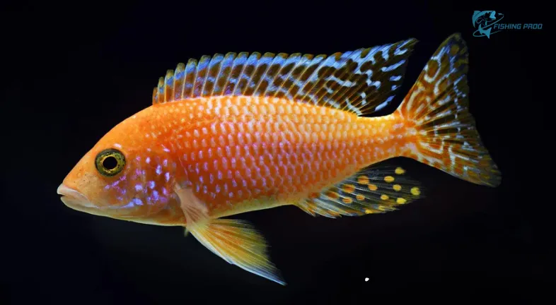 Cichlids