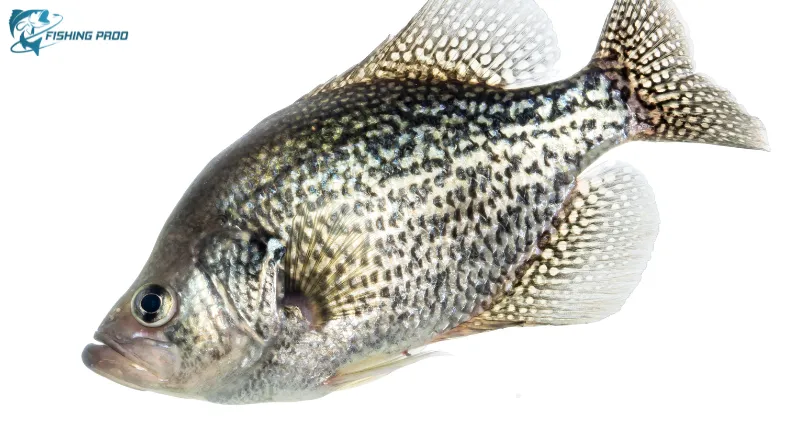 4. Crappie (Pomoxis spp.)