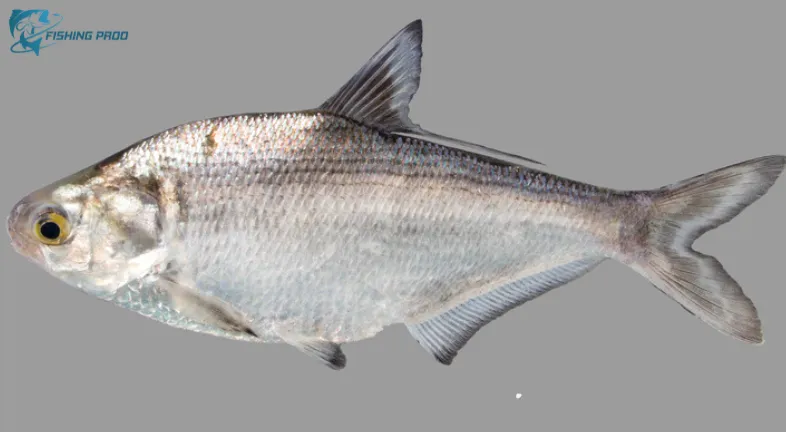 9. Gizzard Shad (Dorosoma cepedianum)