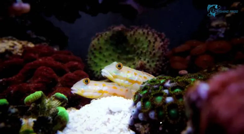 Gobies