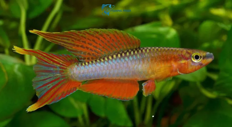Killifish