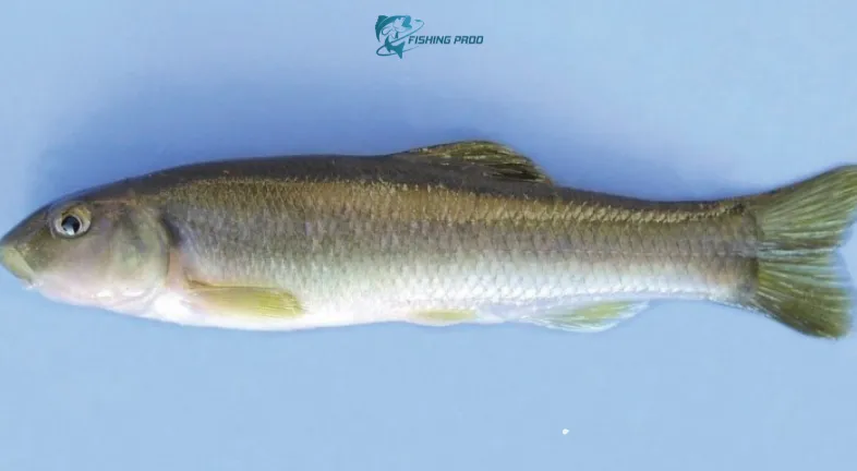 Minnows