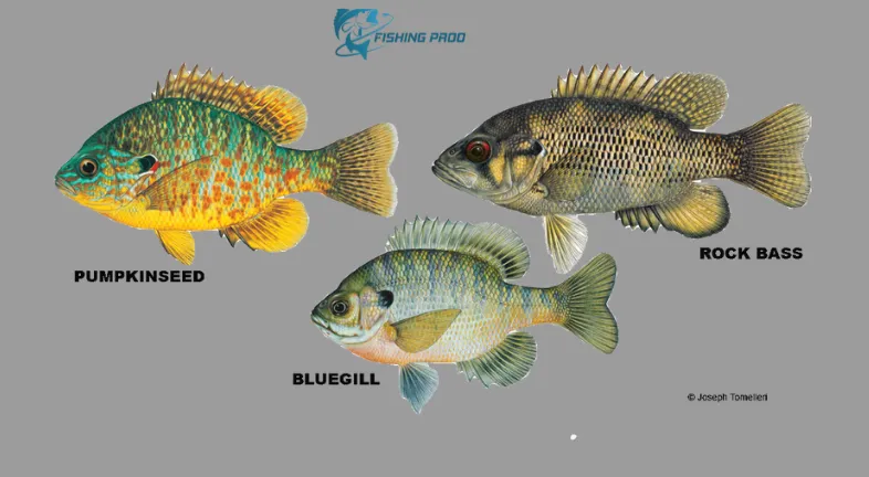 Panfish Species List