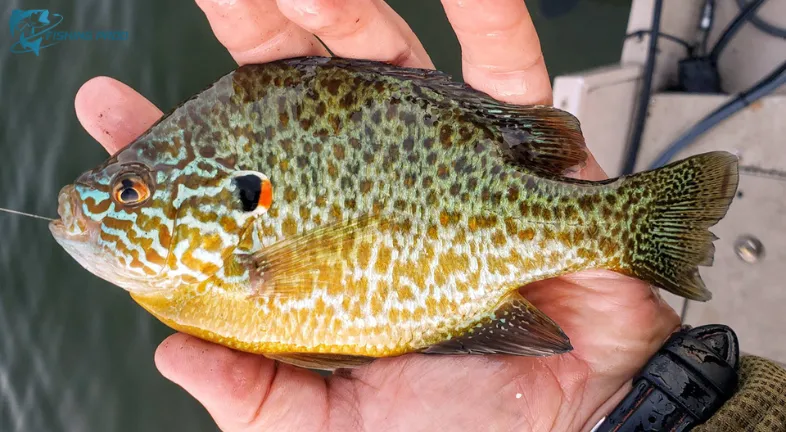 2. Pumpkinseed (Lepomis gibbosus)