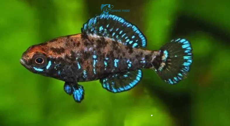 Pygmy Sunfish