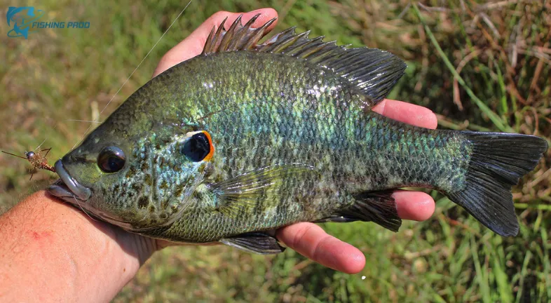 3. Redear Sunfish (Lepomis microlophus)