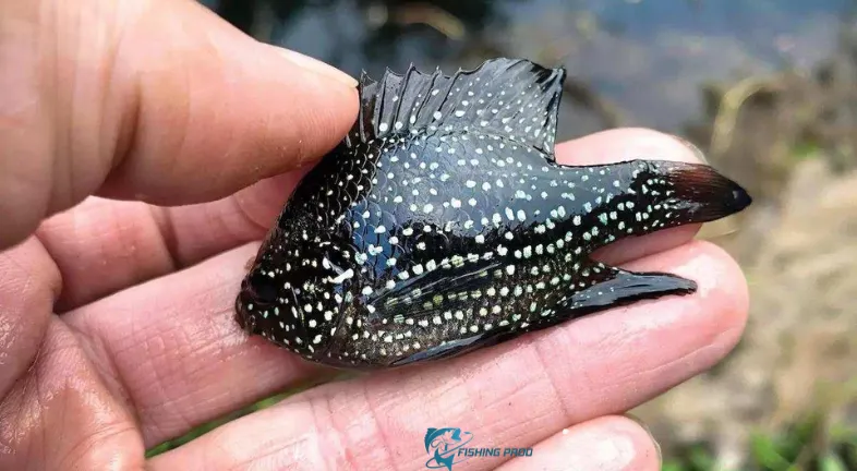 Micro-fishing species