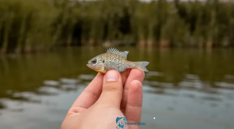 Understanding Micro-fishing is as follows