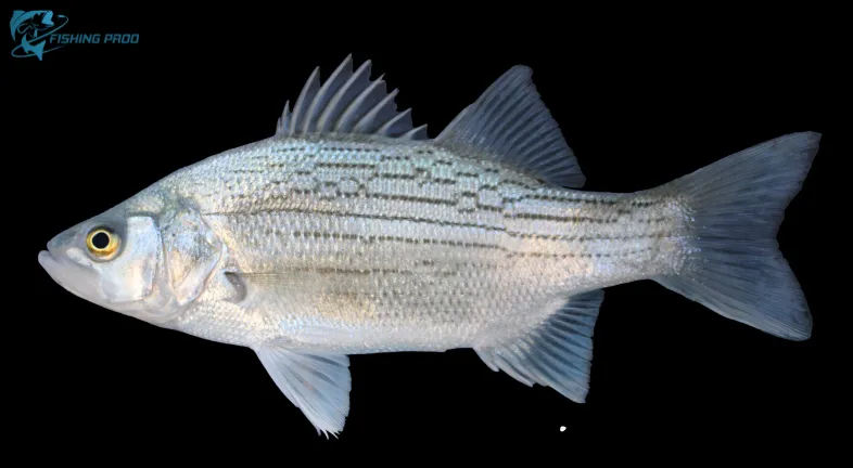 6. White Bass (Morone chrysops)
