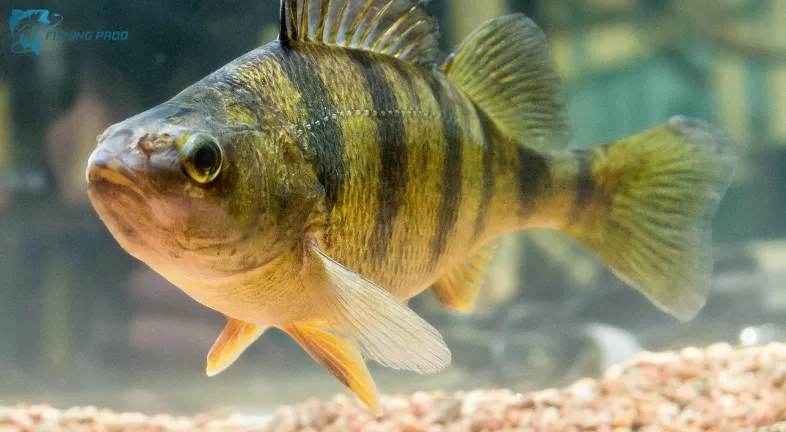 5. Yellow Perch (Perca flavescens)