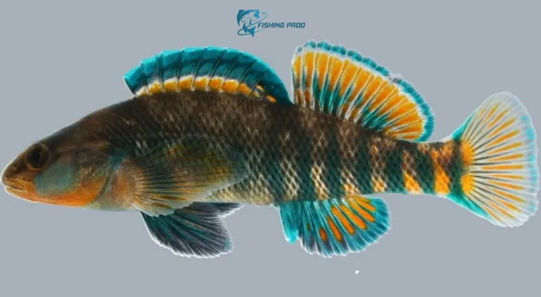 Darters